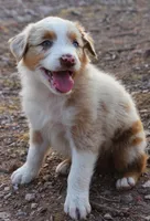 Red merle male one blue eye, a male Australian Shepherd for sale in Wittmann, AZ – 3 of 5