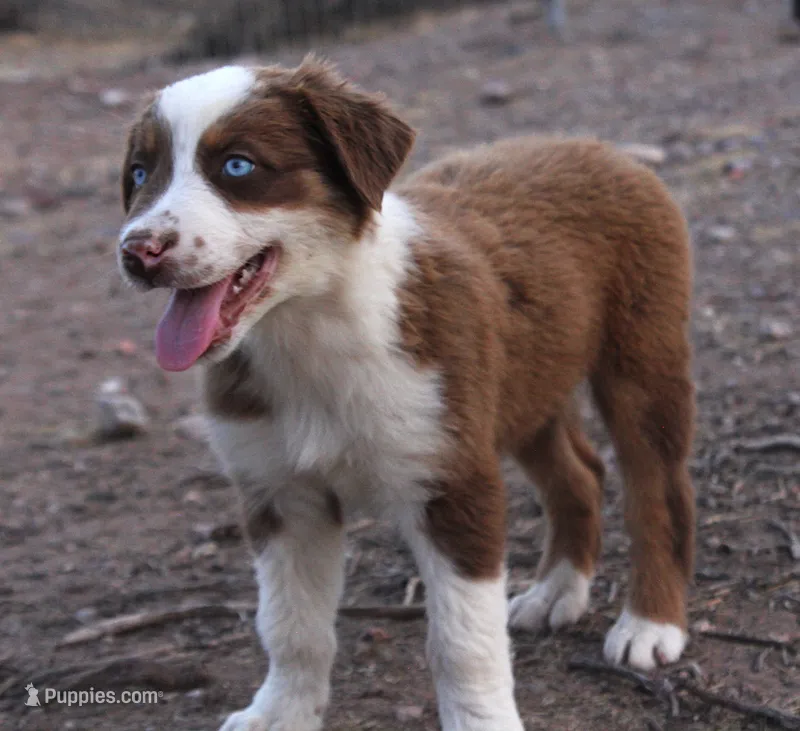 Red tri male with blue eyes – Australian Shepherd puppy for sale in Wittmann, AZ