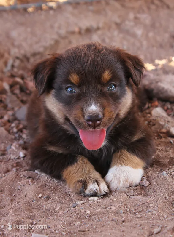 Red tri girl – Miniature Australian Shepherd puppy for sale in Wittmann, AZ