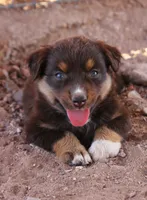 Red tri girl, a female Miniature Australian Shepherd for sale in Wittmann, AZ – 1 of 7