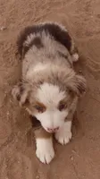 Red Merle Male ASDR, a male Miniature Australian Shepherd for sale in Wittmann, AZ – Photo 6 of 6