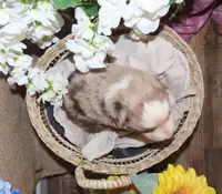 Male red merle two blue eyes, a male Miniature Australian Shepherd for sale in Wittmann, AZ – Photo 3 of 5