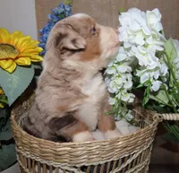 Male red merle two blue eyes, a male Miniature Australian Shepherd for sale in Wittmann, AZ – Photo 5 of 5