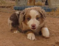 Red Merle Male ASDR, a male Miniature Australian Shepherd for sale in Wittmann, AZ – Photo 4 of 6