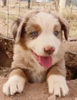 Red Merle Male ASDR, a male Miniature Australian Shepherd for sale in Wittmann, AZ – Photo 3 of 6