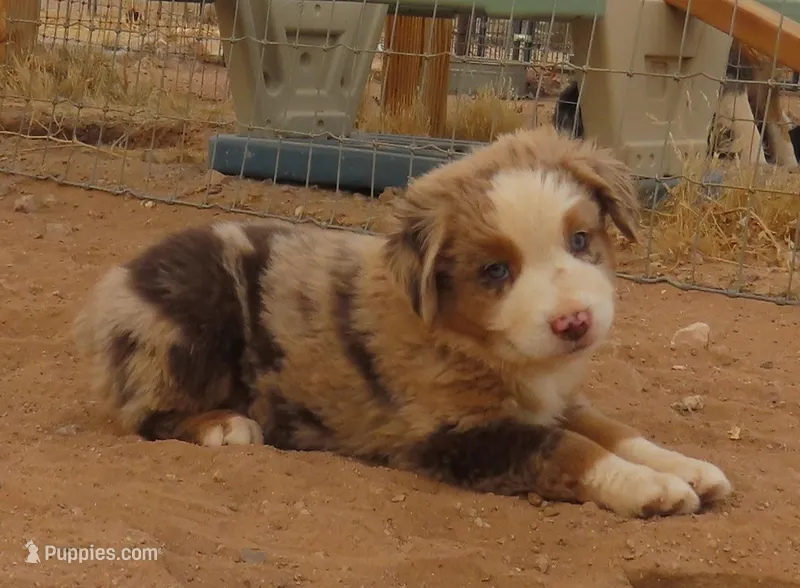 Red Merle Male ASDR – Miniature Australian Shepherd puppy for sale in Wittmann, AZ
