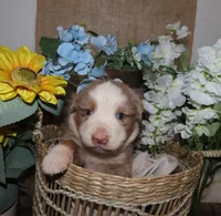 Male red merle two blue eyes, a male Miniature Australian Shepherd for sale in Wittmann, AZ – Photo 4 of 5