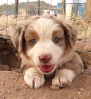 Red Merle Male ASDR, a male Miniature Australian Shepherd for sale in Wittmann, AZ – Photo 2 of 6