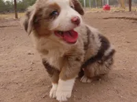 Red Merle Male ASDR, a male Miniature Australian Shepherd for sale in Wittmann, AZ – Photo 5 of 6