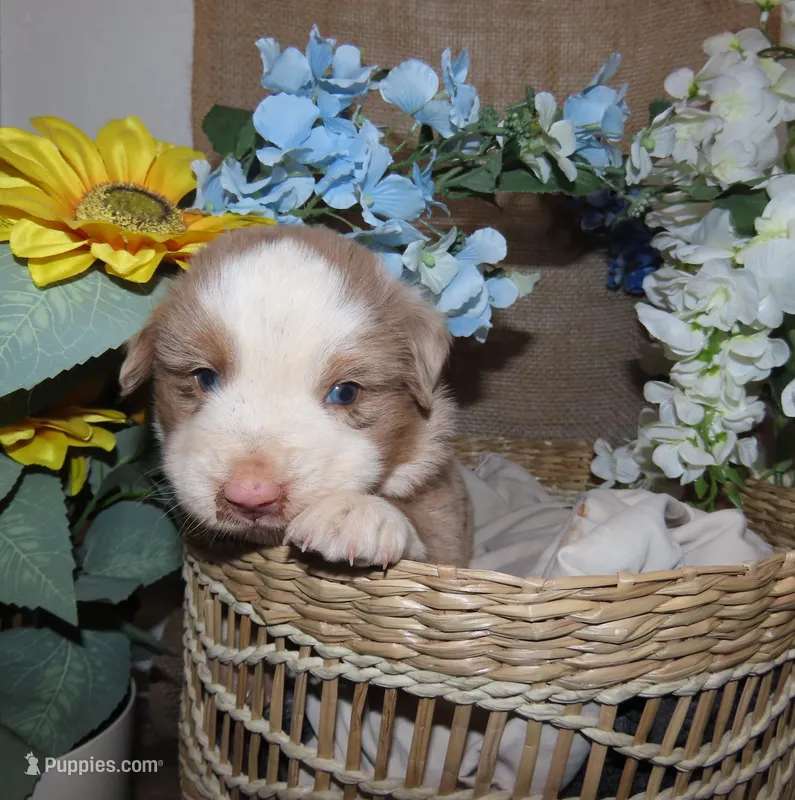 Male red merle two blue eyes – Miniature Australian Shepherd puppy for sale in Wittmann, AZ