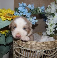 Male red merle two blue eyes, a male Miniature Australian Shepherd for sale in Wittmann, AZ – Photo 1 of 5