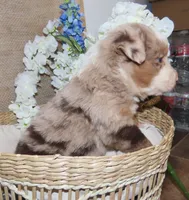 Male red merle two blue eyes, a male Miniature Australian Shepherd for sale in Wittmann, AZ – Photo 2 of 5