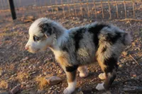 Blue merle girl blue eyes 2, a female Australian Shepherd for sale in Wittmann, AZ – 2 of 3