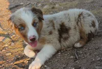 Red merle male with blue eyes, a male Australian Shepherd for sale in Wittmann, AZ – 2 of 3