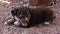 Red tri girl, a female Miniature Australian Shepherd for sale in Wittmann, AZ – 3 of 7
