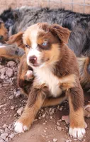 Red merle girl blue eyes 2, a female Miniature Australian Shepherd for sale in Wittmann, AZ – 2 of 2