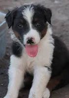 Black tri male, a male Australian Shepherd for sale in Wittmann, AZ – 2 of 6