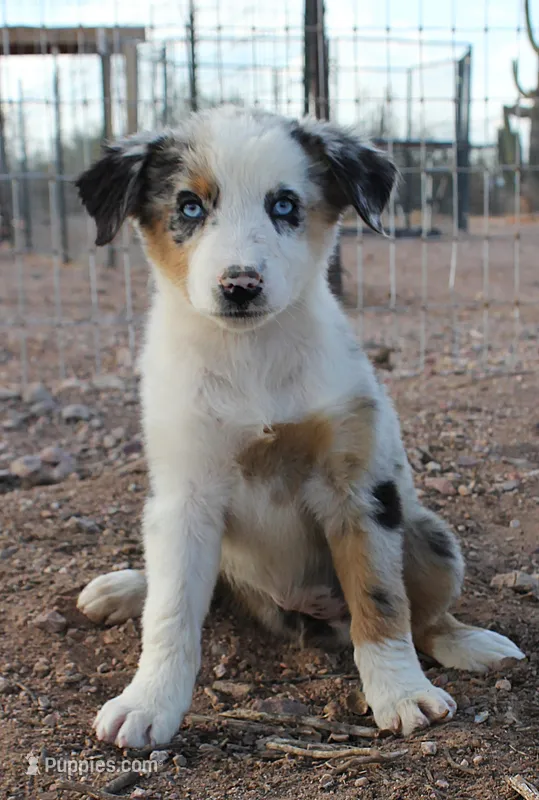 Blue merle girl blue eyes 2 – Australian Shepherd puppy for sale in Wittmann, AZ