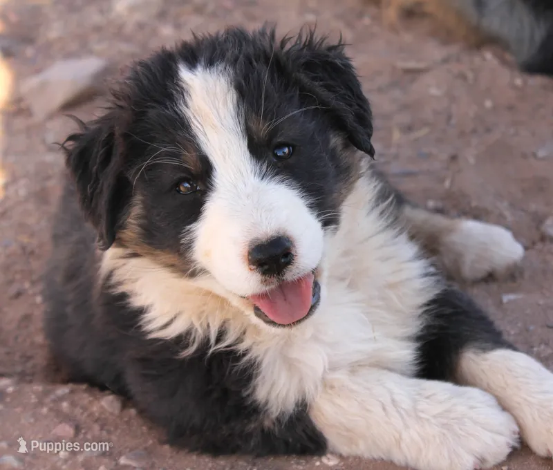 Black tri girl  – Australian Shepherd puppy for sale in Wittmann, AZ