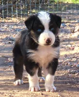 Black tri male blue eyes, a male Australian Shepherd for sale in Wittmann, AZ – 1 of 1