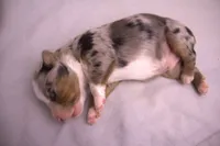 Mini blue merle male, a male Miniature Australian Shepherd for sale in Wittmann, AZ – 1 of 2