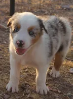Blue merle girl blue eyes 1, a female Australian Shepherd for sale in Wittmann, AZ – 4 of 9
