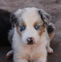 Blue merle girl blue eyes 1, a female Australian Shepherd for sale in Wittmann, AZ – 3 of 9