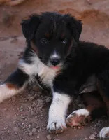 Black tri male one blue eye, a male Australian Shepherd for sale in Wittmann, AZ – 5 of 5