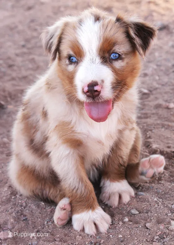 Red merle girl blue eyes – Miniature Australian Shepherd puppy for sale in Wittmann, AZ