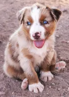 Red merle girl blue eyes, a female Miniature Australian Shepherd for sale in Wittmann, AZ – 1 of 3