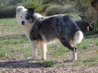 River, a female Toy Australian Shepherd for sale in Wittmann, AZ – Photo 1 of 2