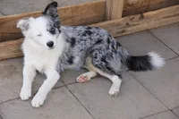 River, a female Toy Australian Shepherd for sale in Wittmann, AZ – Photo 2 of 2