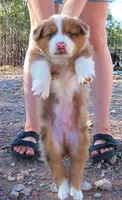 Red merle male 1.5 blue eyes, a male Australian Shepherd for sale in Wittmann, AZ – 2 of 2