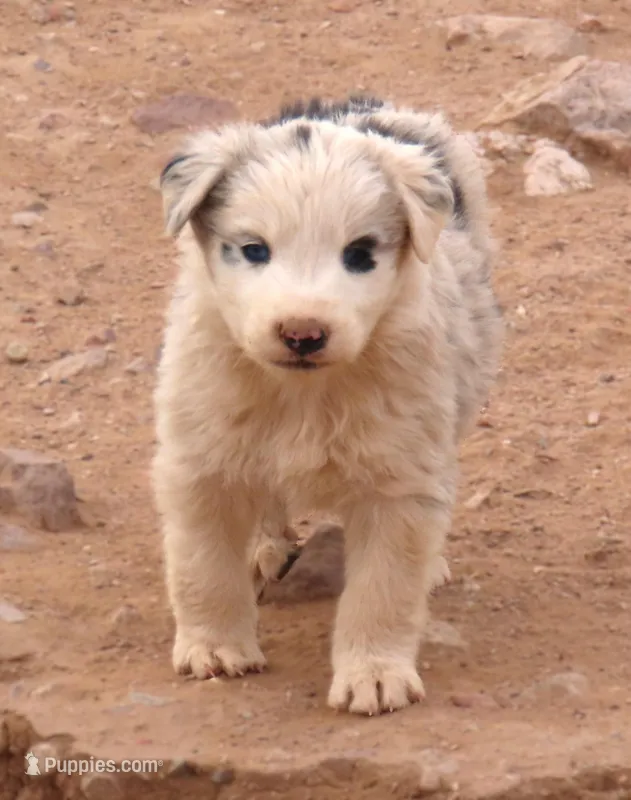Blue merle boy 1.5 blue eyes – Australian Shepherd puppy for sale in Wittmann, AZ