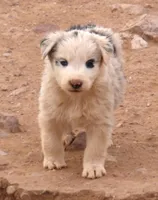 Blue merle boy 1.5 blue eyes, a male Australian Shepherd for sale in Wittmann, AZ – 1 of 3