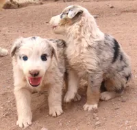 Blue merle boy 1.5 blue eyes, a male Australian Shepherd for sale in Wittmann, AZ – 3 of 3