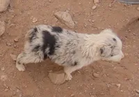 Blue merle boy 1.5 blue eyes, a male Australian Shepherd for sale in Wittmann, AZ – 2 of 3