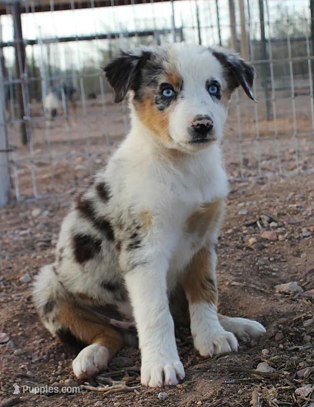 Blue merle girl blue eyes 2 – Australian Shepherd puppy for sale in Wittmann, AZ