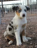 Blue merle girl blue eyes 2, a female Australian Shepherd for sale in Wittmann, AZ – 2 of 2