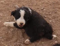 Black tri girl , a female Australian Shepherd for sale in Wittmann, AZ – 5 of 6
