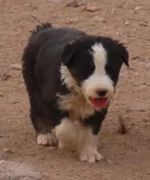 Black tri girl , a female Australian Shepherd for sale in Wittmann, AZ – 3 of 6