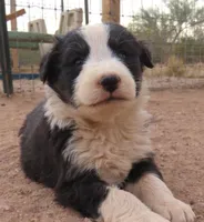 Black tri girl , a female Australian Shepherd for sale in Wittmann, AZ – 2 of 6