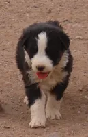Black tri girl , a female Australian Shepherd for sale in Wittmann, AZ – 4 of 6