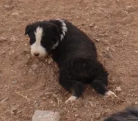 Black tri girl , a female Australian Shepherd for sale in Wittmann, AZ – 6 of 6