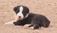 Black tri girl , a female Australian Shepherd for sale in Wittmann, AZ – 1 of 6