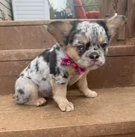 Jess, a female French Bulldog for sale in Greenville, SC – Photo 3 of 3