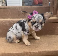 Jess, a female French Bulldog for sale in Greenville, SC – Photo 2 of 3