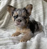 Jess, a female French Bulldog for sale in Greenville, SC – Photo 1 of 3