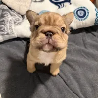 Teddy, a male French Bulldog for sale in Greenville, SC – Photo 4 of 5