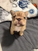 Schmidt, a male French Bulldog for sale in Greenville, SC – Photo 3 of 3